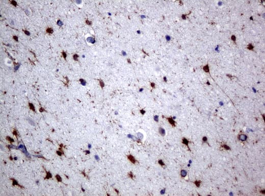 ALDH1L1 Antibody (clone UMAB44, Carrier-free)
