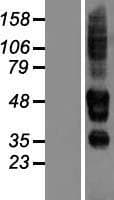 SERINC3 Protein (Over-Expression Lysate Myc-DDK (Flag))