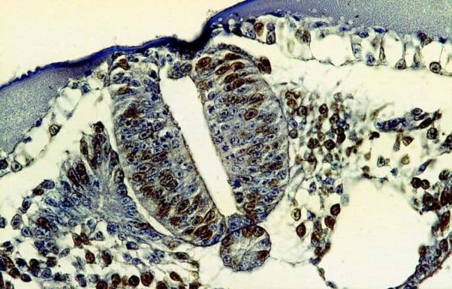 BrdU Antibody (clone MoBU-1)