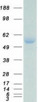 Human ERG Protein (Recombinant Myc-DDK (Flag))