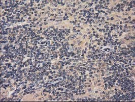 ACOT12 Antibody (clone OTI1B9)
