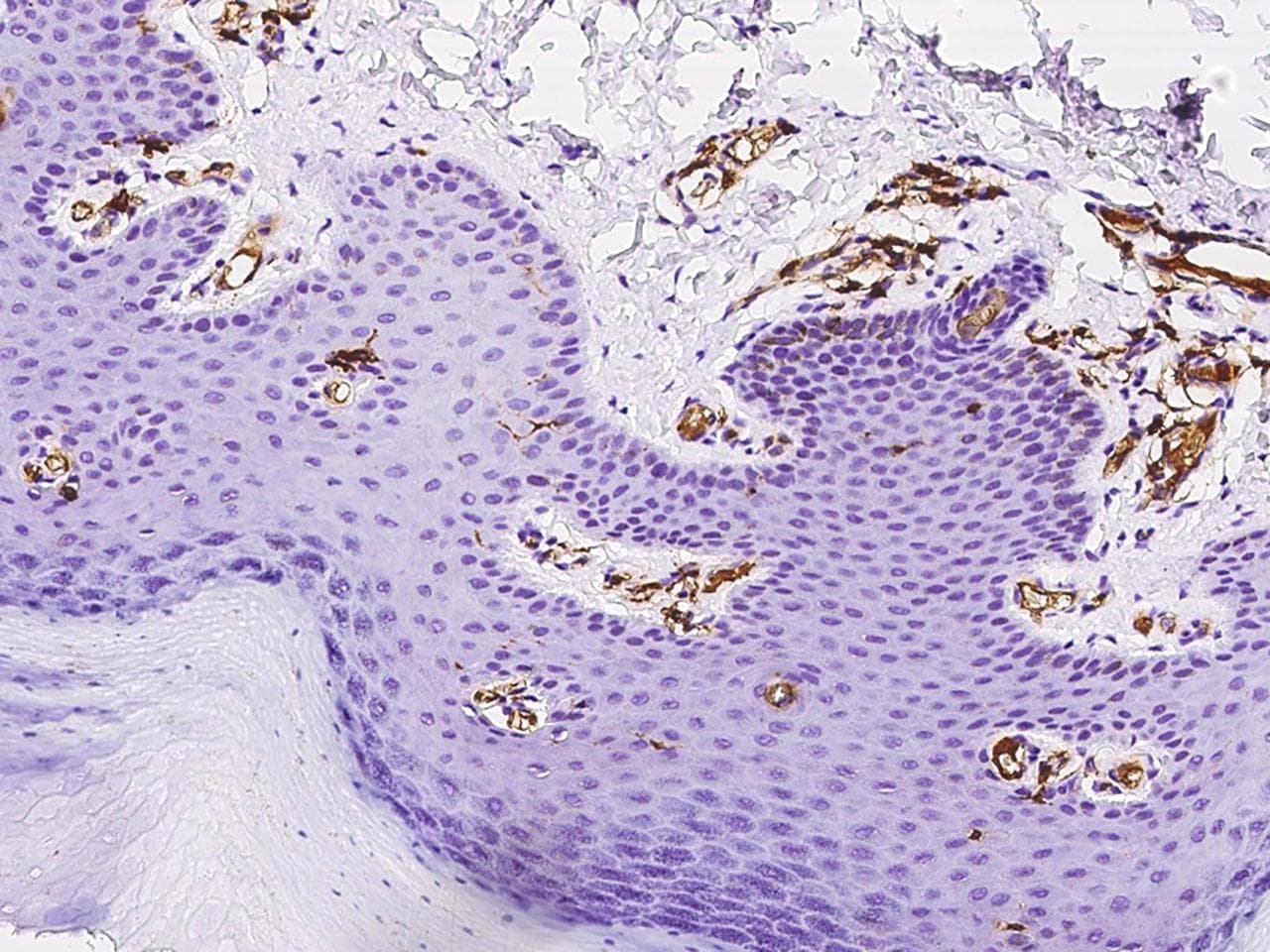 HLA-DR Antibody (Preservative Free)