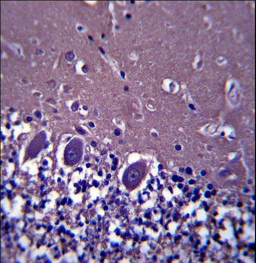 ABHD4 Antibody (aa98-127)