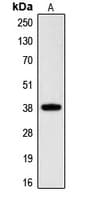 Polyclonal Rabbit anti-Human CGR19 / CGRRF1 Antibody (C-Terminus, WB)