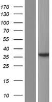 NMNAT2 Protein (Over-Expression Lysate Myc-DDK (Flag))