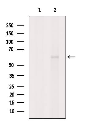 KPNA5 Antibody