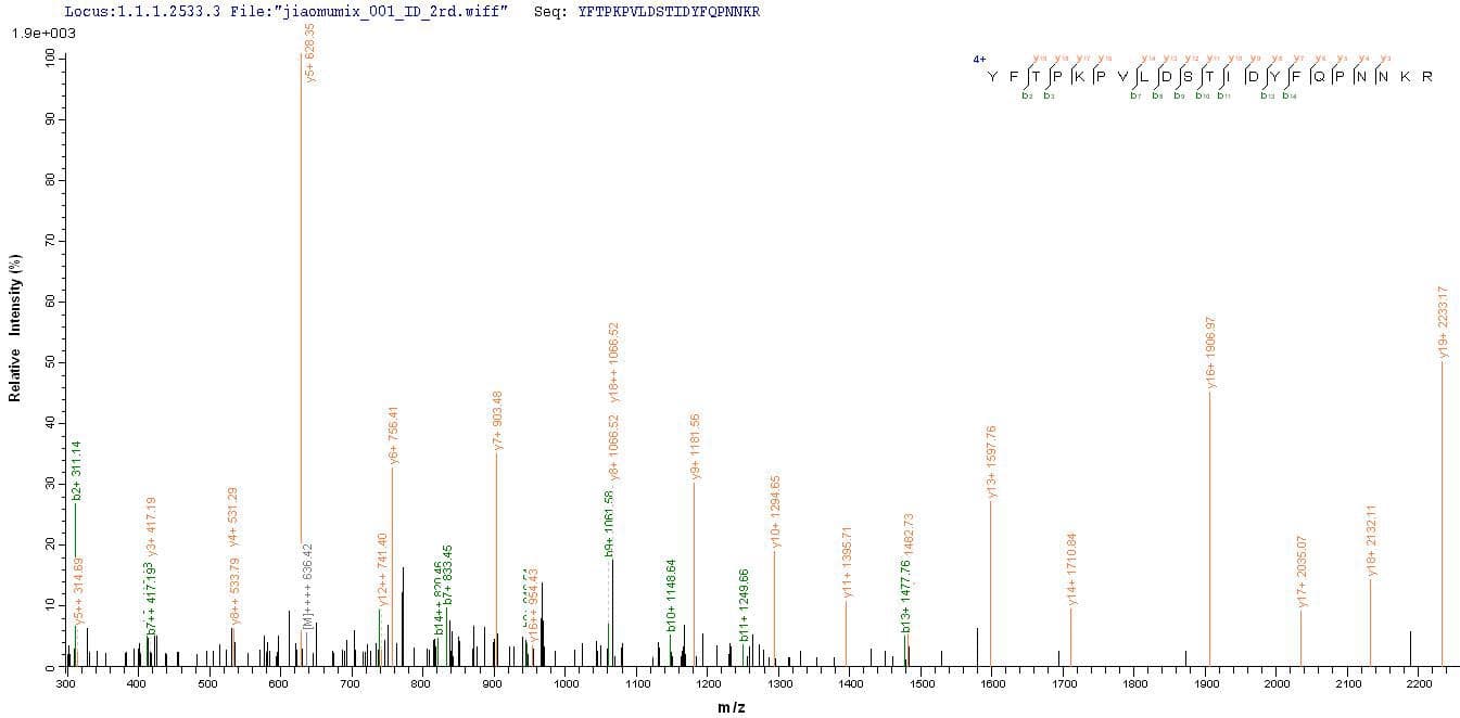 Porcine Circovirus 2 Cap Protein (Recombinant 10His-SUMO, N-terminus + Myc, C-terminus)