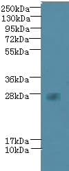 VEGFA / VEGF Antibody