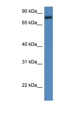 RFWD2 / COP1 Antibody (aa301-350)