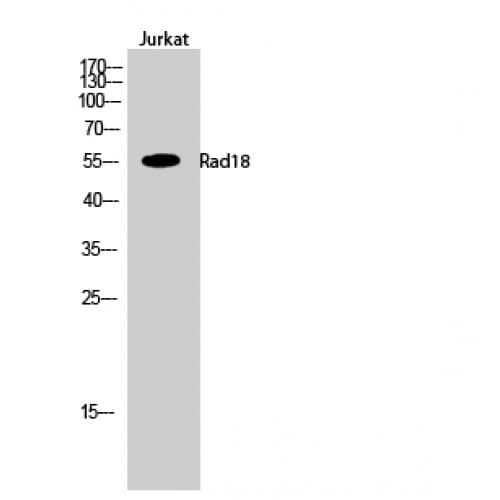 RAD18 Antibody (270-350 aa, Internal)