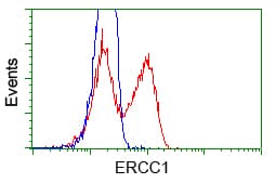 ERCC1 Antibody (clone OTI1C6)