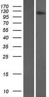 FNIP2 Protein (Over-Expression Lysate Myc-DDK (Flag))