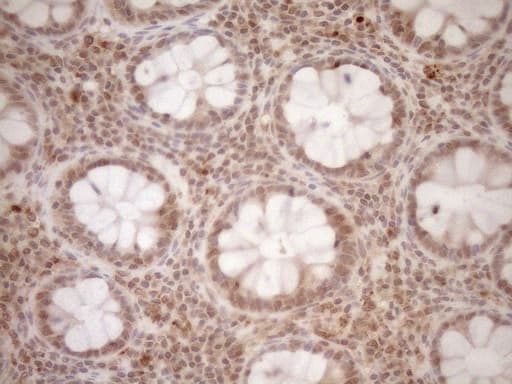 CWC27 Antibody (aa145-472, clone OTI2D1)