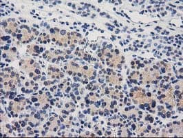CTH / Cystathionase Antibody (clone OTI1E12, Carrier-free)