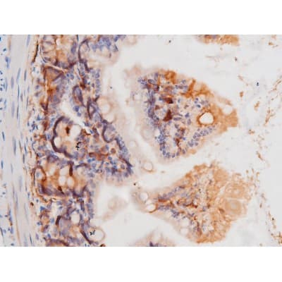 c-Kit / CD117 Antibody (phospho-Tyr703)