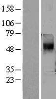 TAAR5 Protein (Over-Expression Lysate Myc-DDK (Flag))