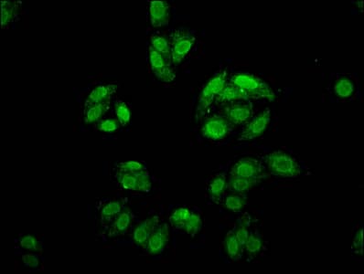 FOXE3 Antibody