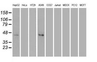 MAPK8 / JNK1 Antibody (clone OTI2C6)