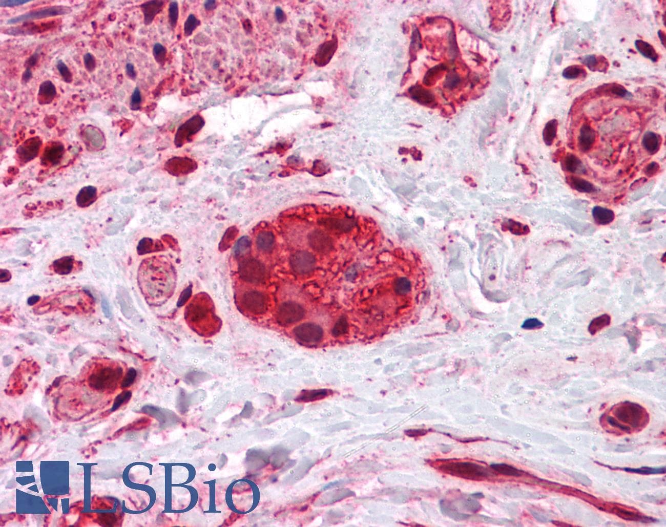 IHC-plus™ p66 / SHC Antibody (clone 3F4)
