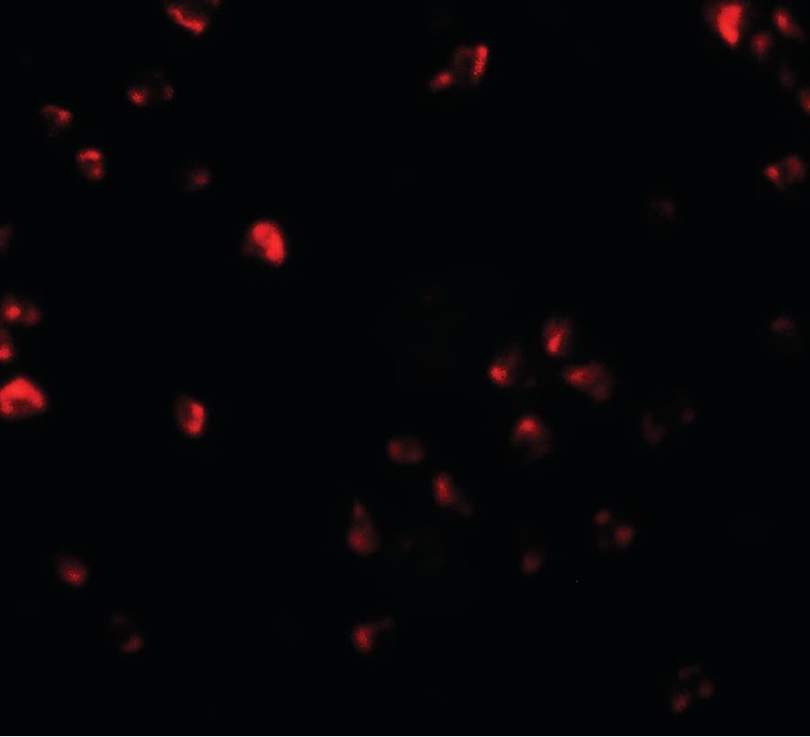 IHC-plus™ FAM193B Antibody