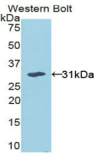 MAPK8 / JNK1 Antibody (aa138-370)