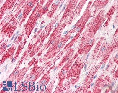 PathPlus™ ETFA Antibody (aa139-152)