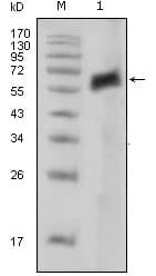 IHC-plus™ AXL Antibody (clone 7E10)