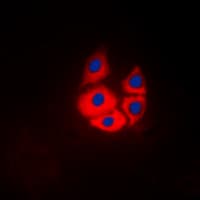 IHC-plus™ MARK4 Antibody (Internal)