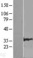 CLDND1 Protein (Over-Expression Lysate Myc-DDK (Flag))