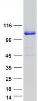 Human NHLRC2 Protein (Recombinant Myc-DDK (Flag))