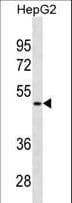 AMBP Antibody (aa77-104)