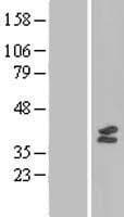 MTFMT Protein (Over-Expression Lysate Myc-DDK (Flag))