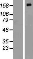 MAP4K4 Protein (Over-Expression Lysate Myc-DDK (Flag))