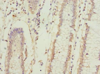 ICAM4 / CD242 Antibody