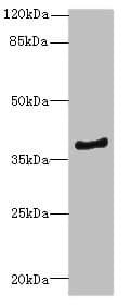ELMOD1 Antibody