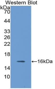 NRN1 / Neuritin Antibody (aa28-142, FITC)