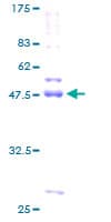 Human CDIPT Protein (Recombinant GST)
