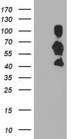 SCHIP1 Antibody (clone OTI1G6, Carrier-free)