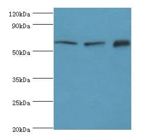 TOMM70A Antibody (aa60-340)