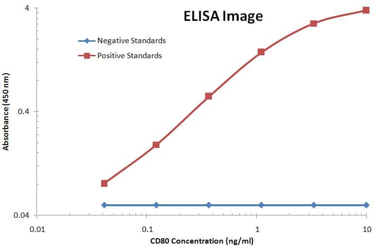 Monoclonal Mouse anti-Human CD80 Antibody (clone OTI1A10, WB)