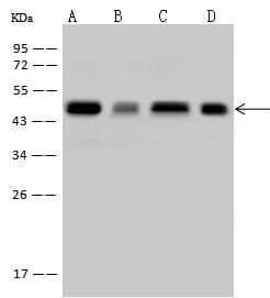 VASP Antibody