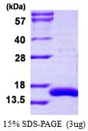 Human CRIPT Protein (Recombinant His)