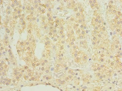 Chondroadherin / CHAD Antibody