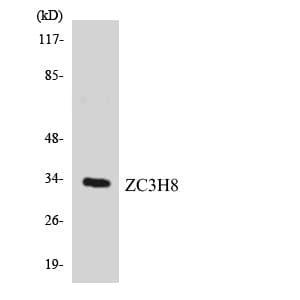 ZC3H8 Antibody (aa74-123)