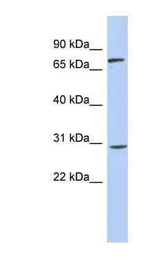 ZNF131 Antibody (aa467-516)