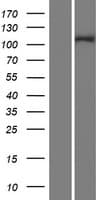 INTS4 Protein (Over-Expression Lysate Myc-DDK (Flag))