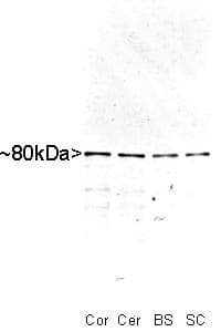 MARCKS Antibody