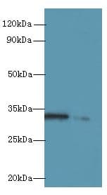 RGN / Regucalcin Antibody