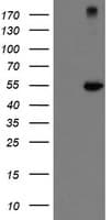 CHN1 Antibody (clone OTI1B7)