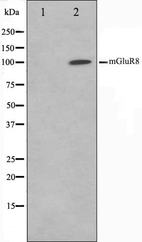 GRM8 / MGLUR8 Antibody
